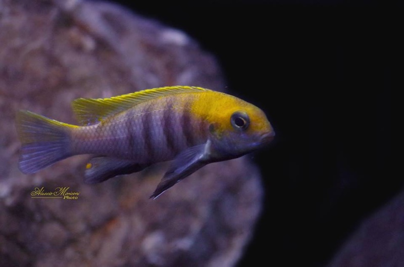 Tropheops sp. 'macrophthalmus chitimba blue' Chitimba Bay Deep